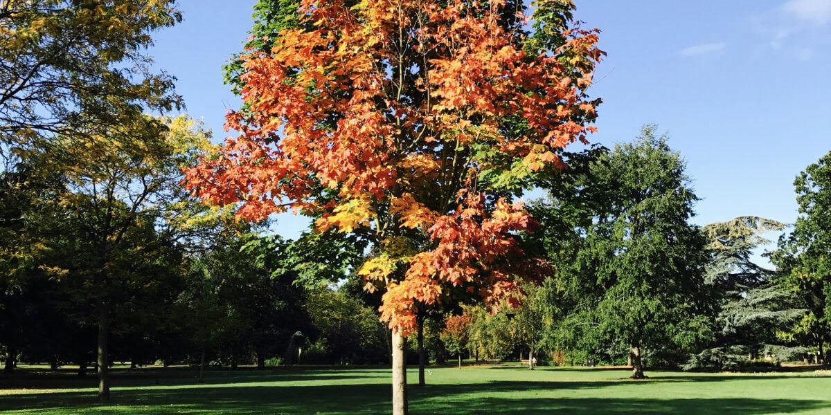 A photo of Walpole park, in Ealing, where Vanguard have a self-storage branch.